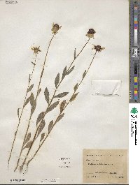 Rudbeckia hirta image