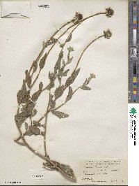 Rudbeckia hirta image