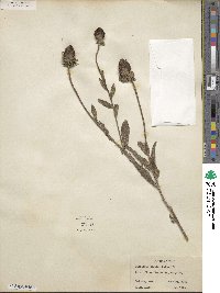 Rudbeckia hirta image