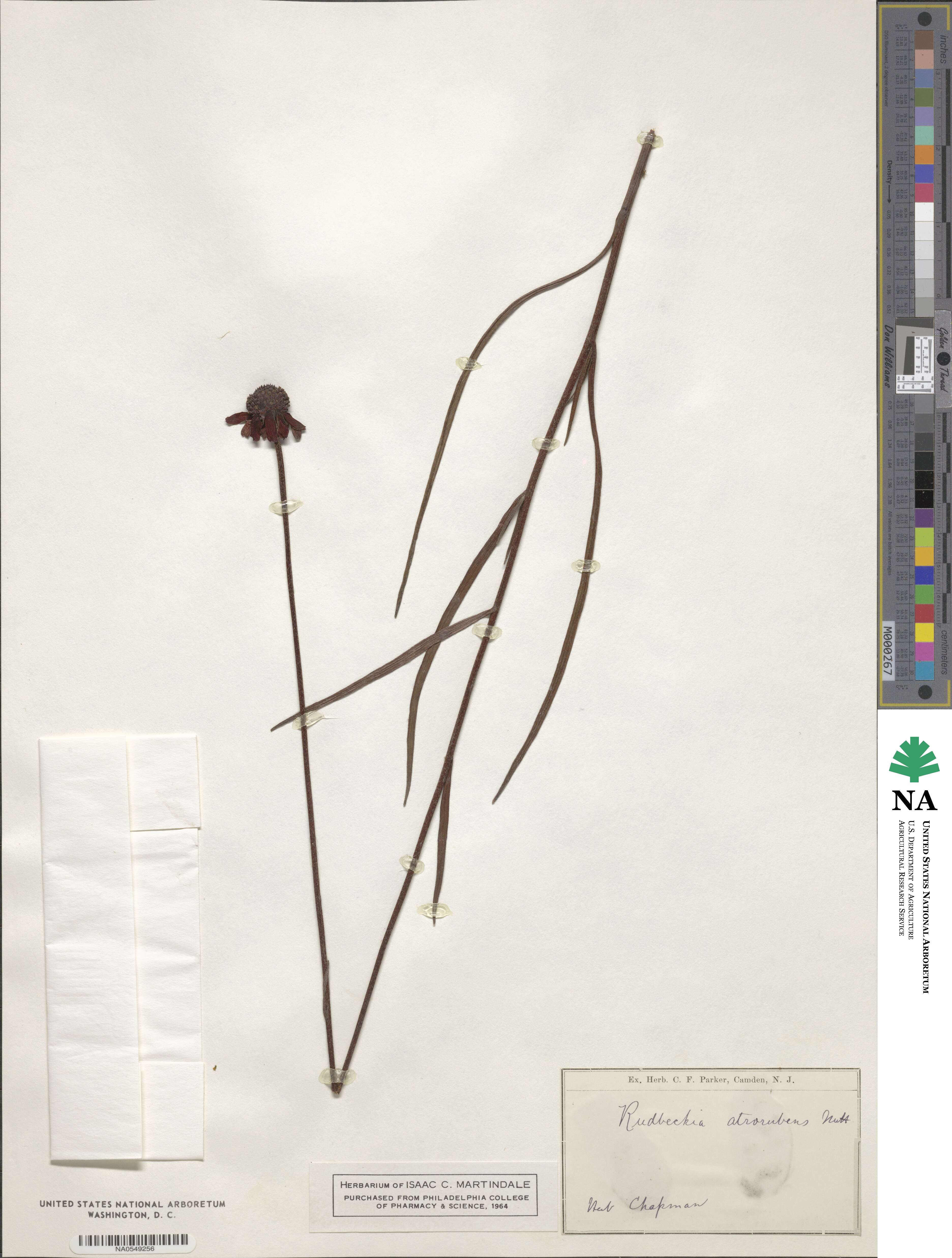 Echinacea atrorubens image