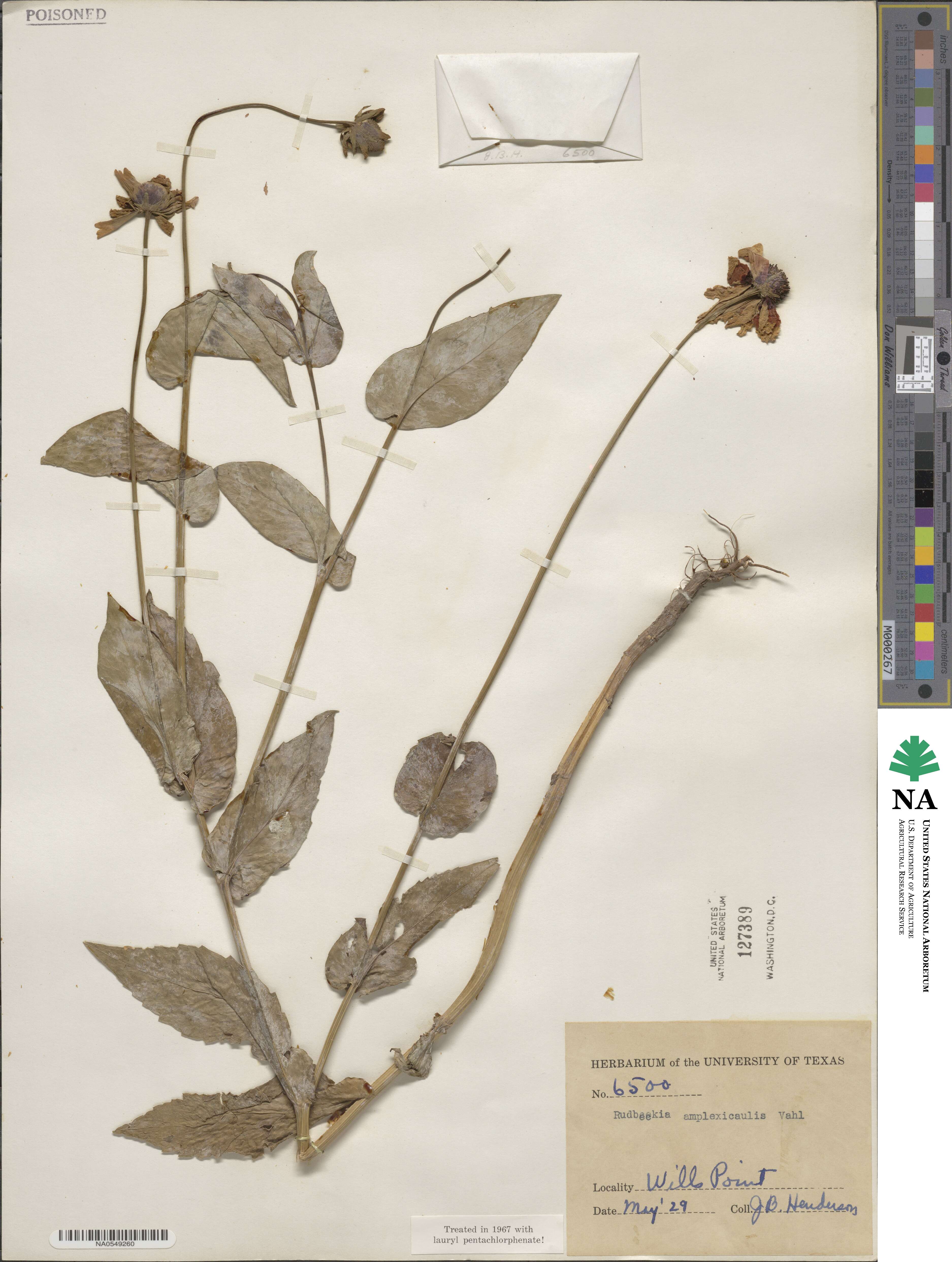 Rudbeckia amplexicaulis image