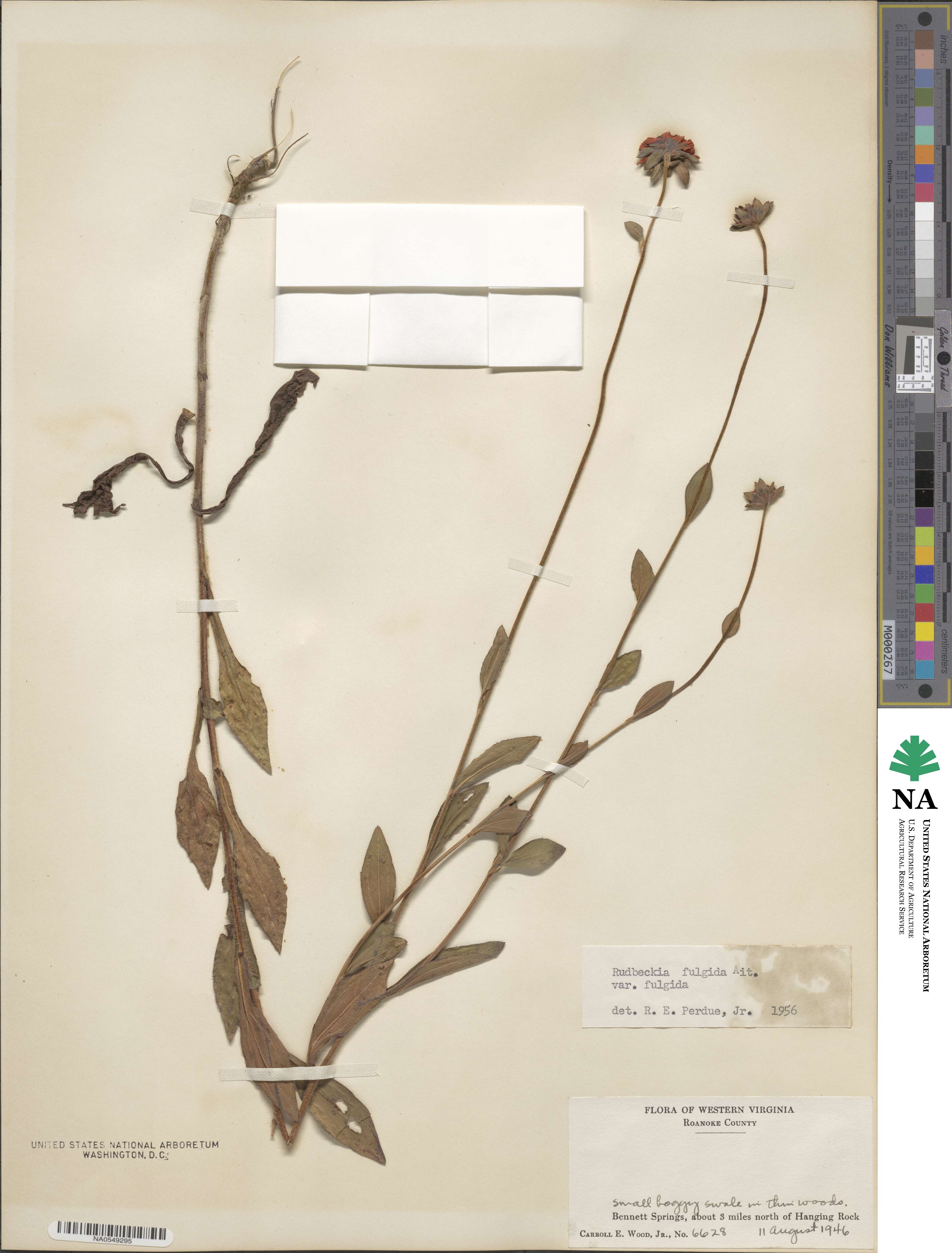 Rudbeckia fulgida image