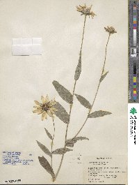 Rudbeckia fulgida image