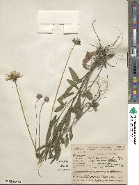 Rudbeckia hirta image