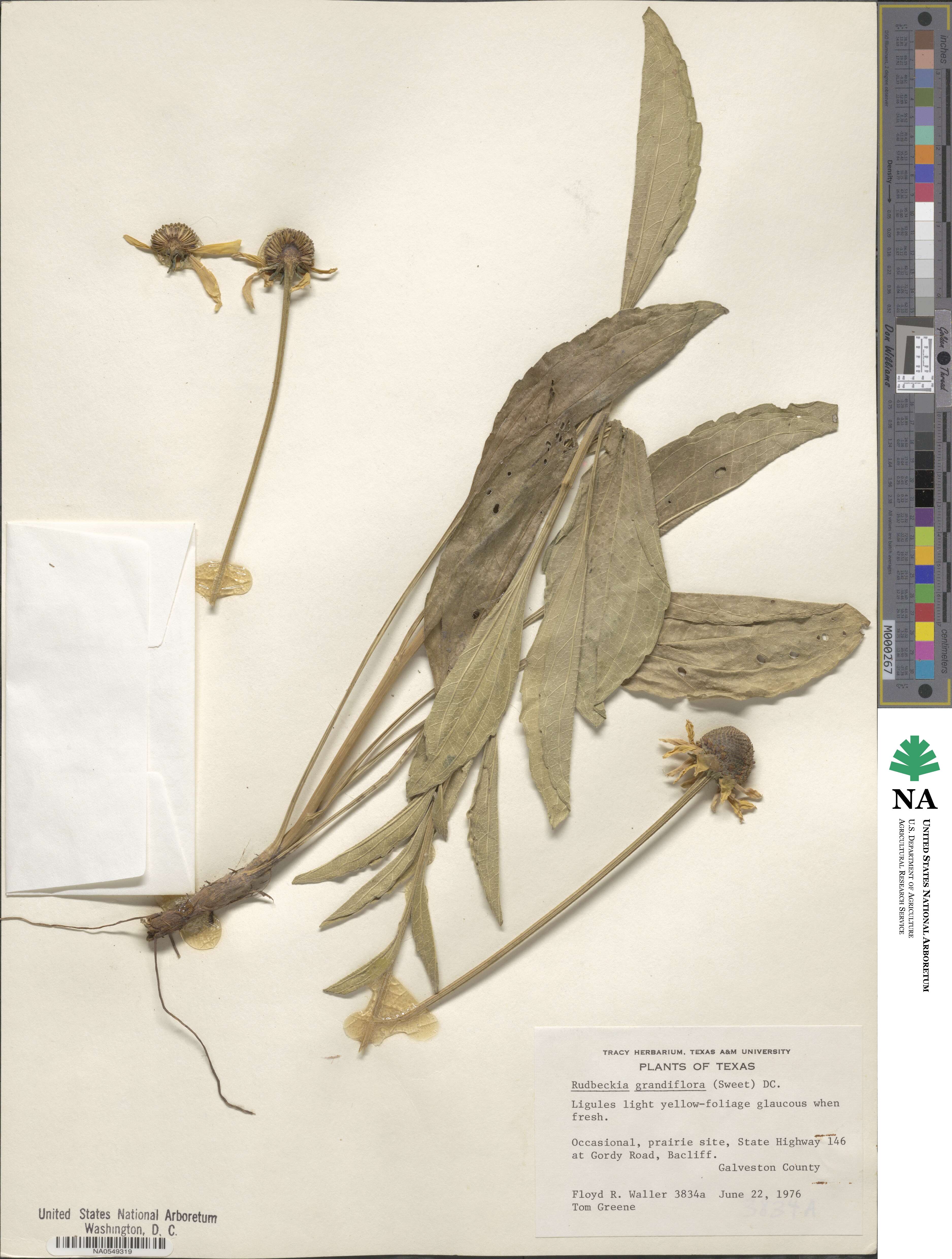Rudbeckia grandiflora image