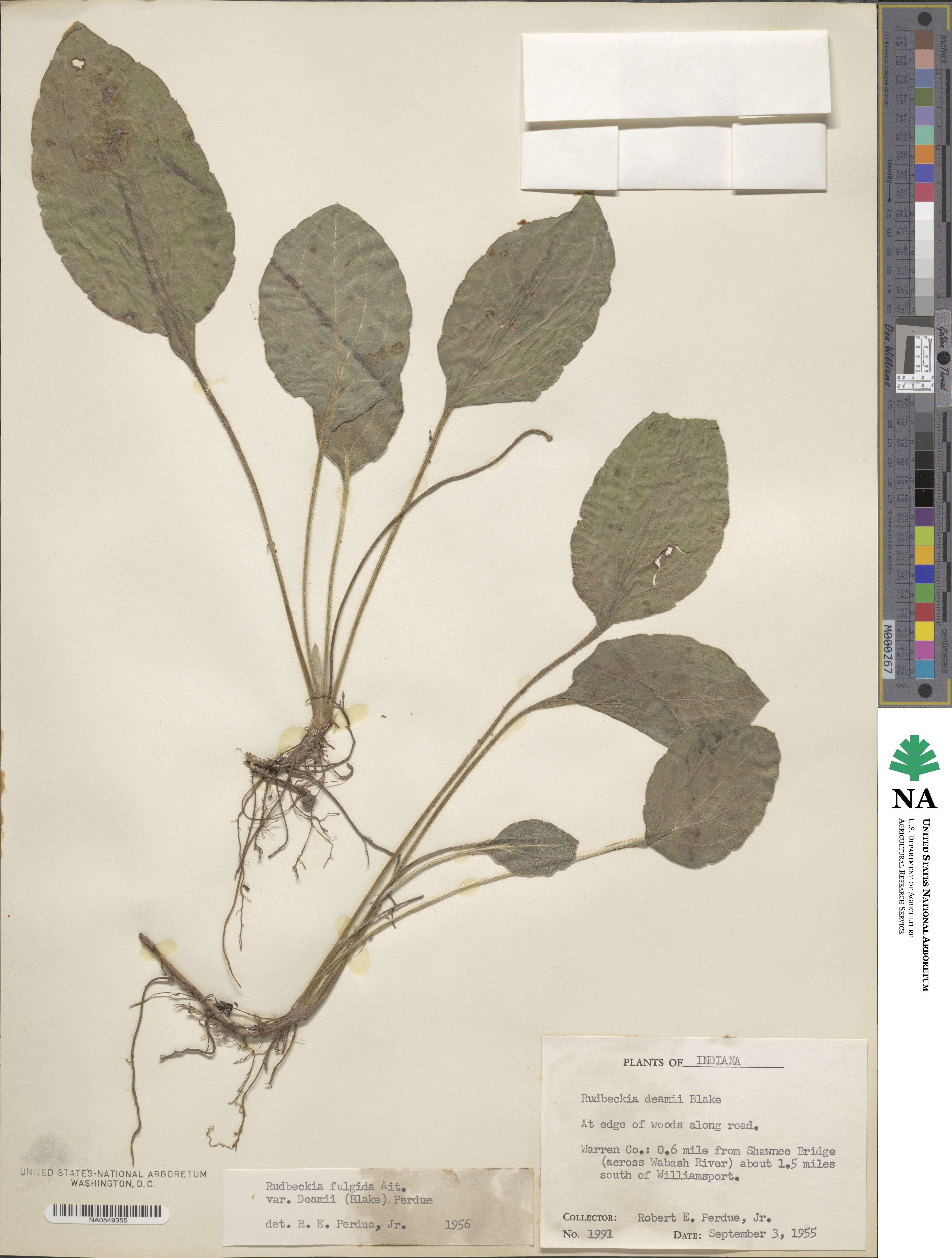 Rudbeckia deamii image