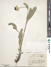 Rudbeckia hirta image