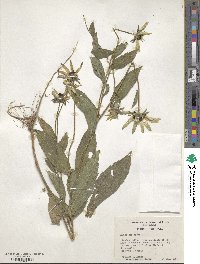 Rudbeckia hirta image