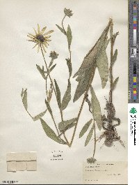 Rudbeckia hirta image