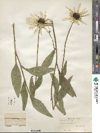 Rudbeckia hirta image