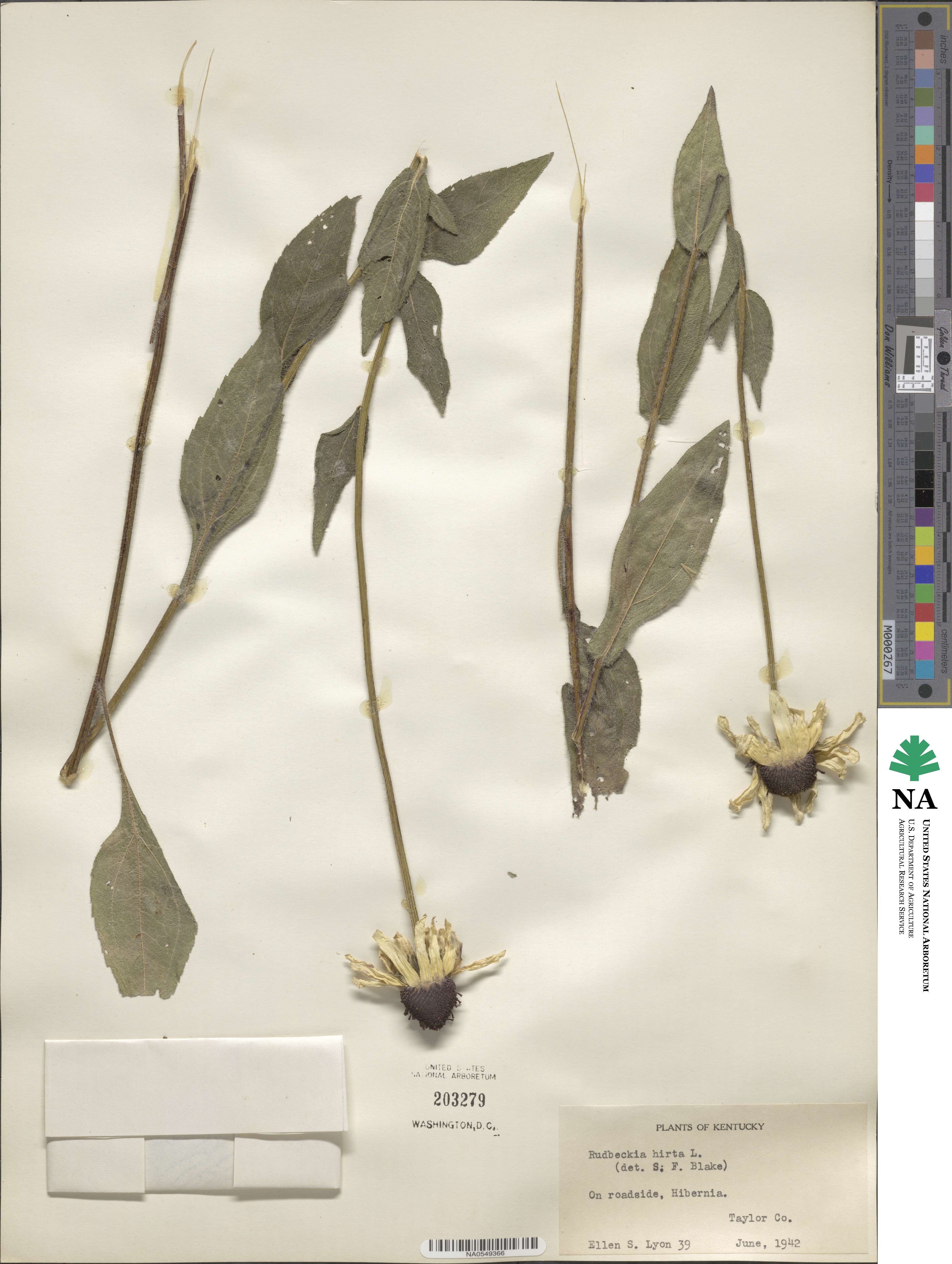 Rudbeckia hirta image