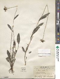 Rudbeckia hirta image