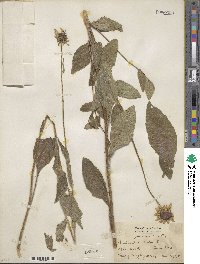 Rudbeckia hirta image