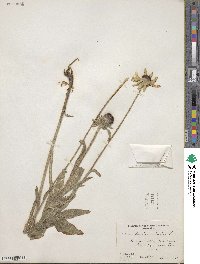 Rudbeckia hirta image