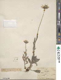 Rudbeckia hirta image