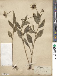 Rudbeckia hirta image