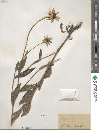 Rudbeckia hirta image