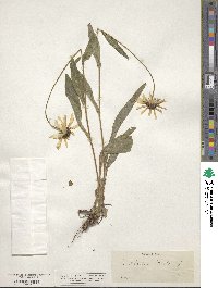 Rudbeckia hirta image