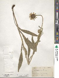 Rudbeckia hirta image