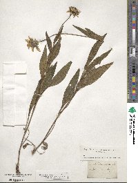 Rudbeckia hirta image