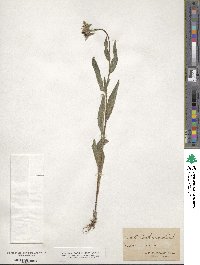 Rudbeckia hirta image