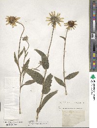 Rudbeckia hirta image