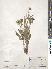 Rudbeckia hirta image