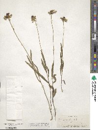 Rudbeckia hirta image