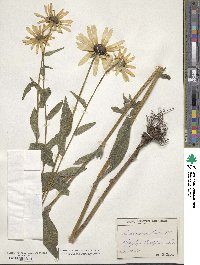 Rudbeckia hirta image