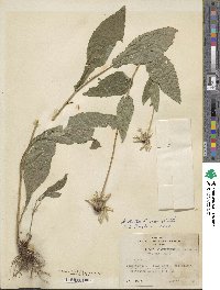 Rudbeckia hirta image