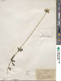 Rudbeckia hirta image