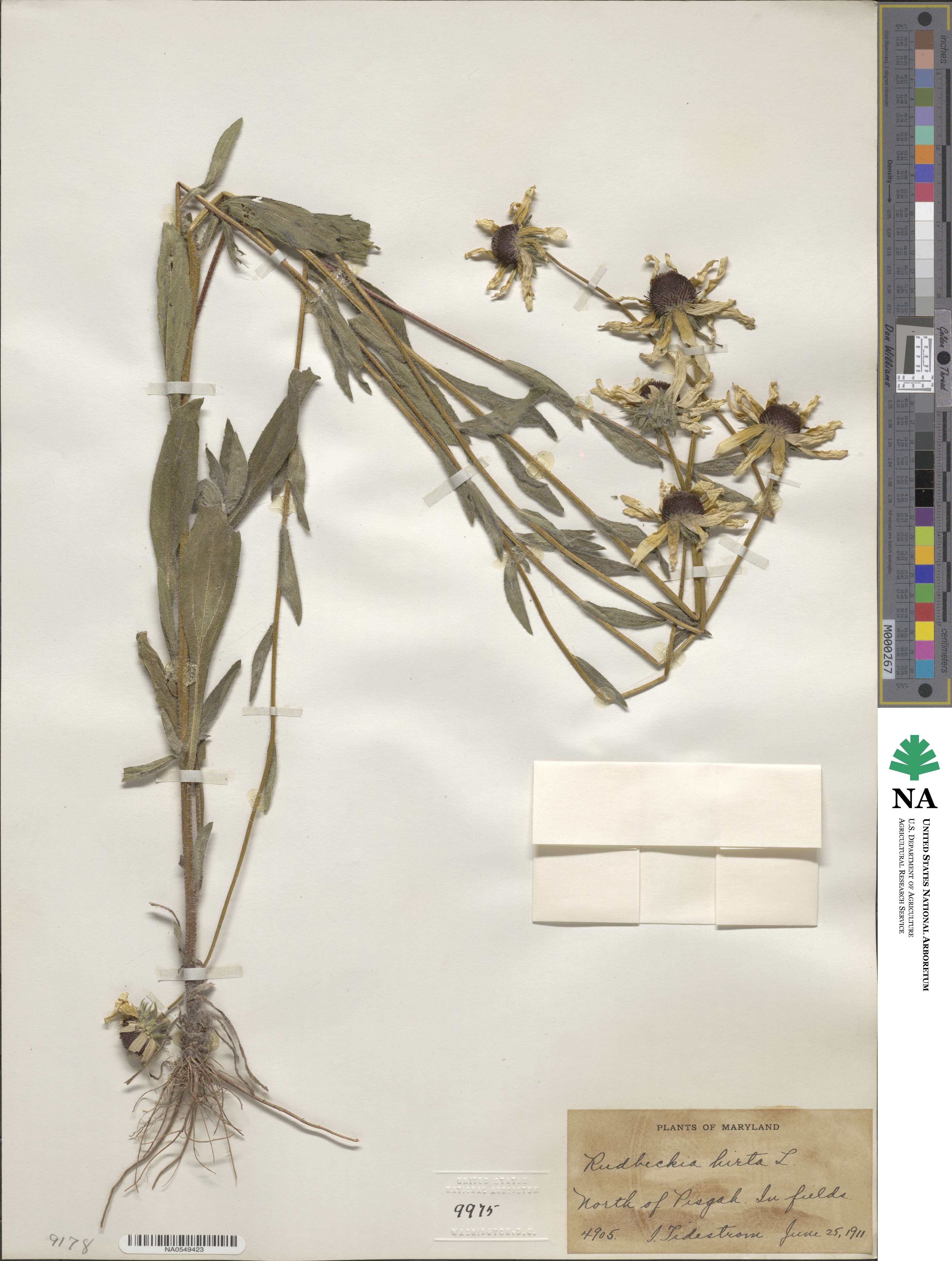 Rudbeckia image