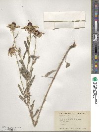 Rudbeckia hirta image