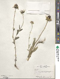 Rudbeckia hirta image