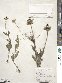 Rudbeckia hirta image