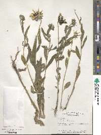 Rudbeckia hirta image