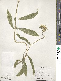 Rudbeckia hirta image