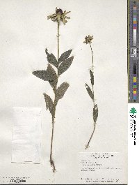 Rudbeckia hirta image