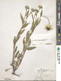 Rudbeckia hirta image