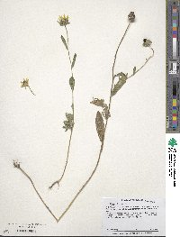 Rudbeckia hirta image