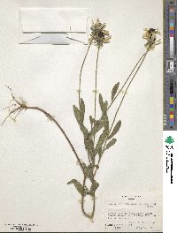 Rudbeckia hirta var. pulcherrima image