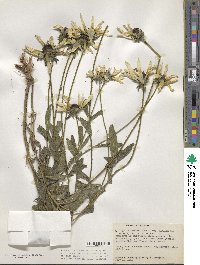 Rudbeckia hirta var. pulcherrima image