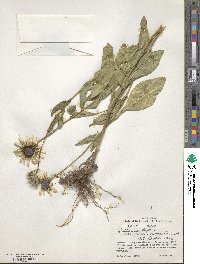 Rudbeckia hirta image