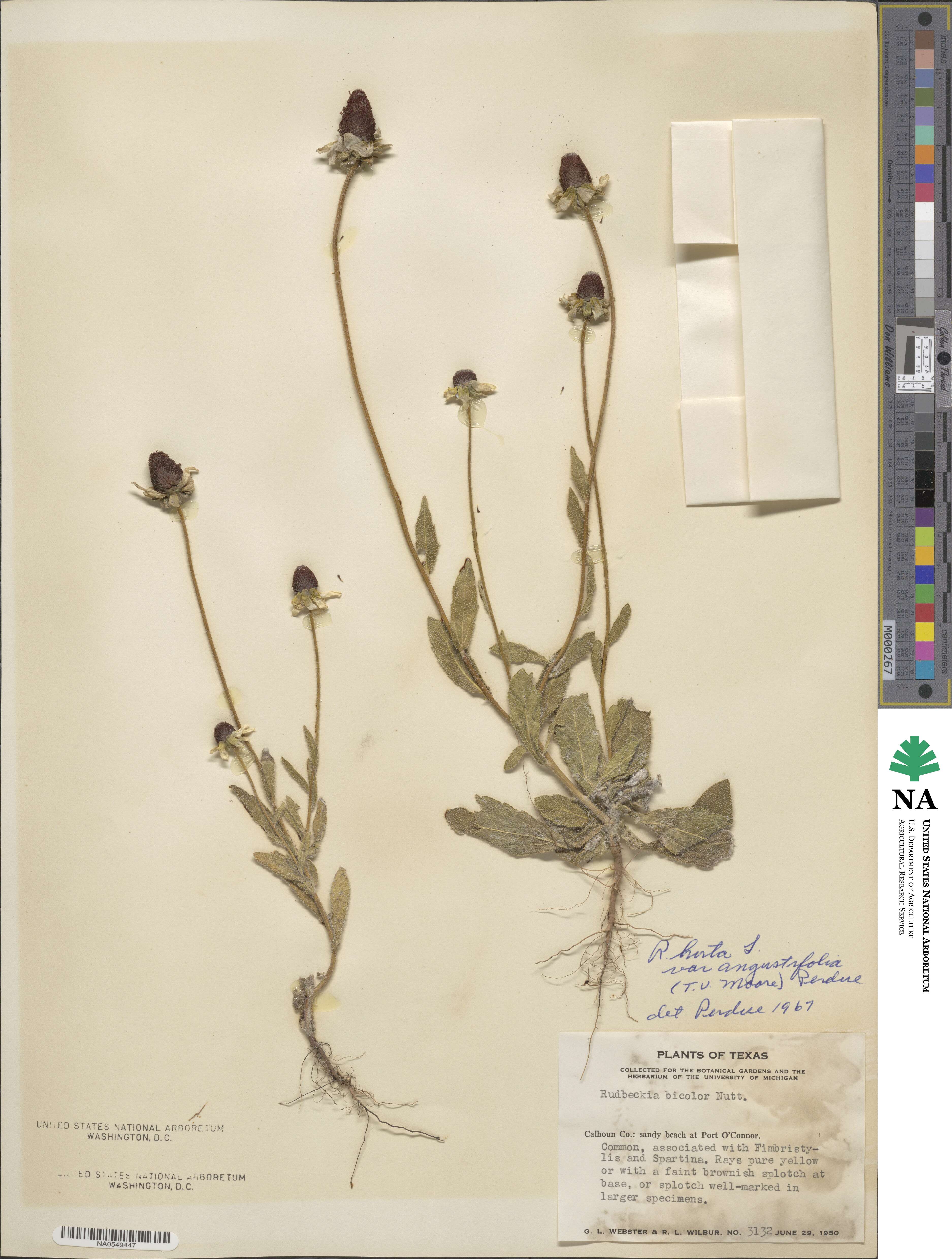 Rudbeckia hirta image