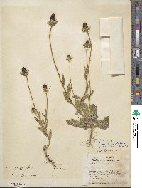 Rudbeckia hirta image