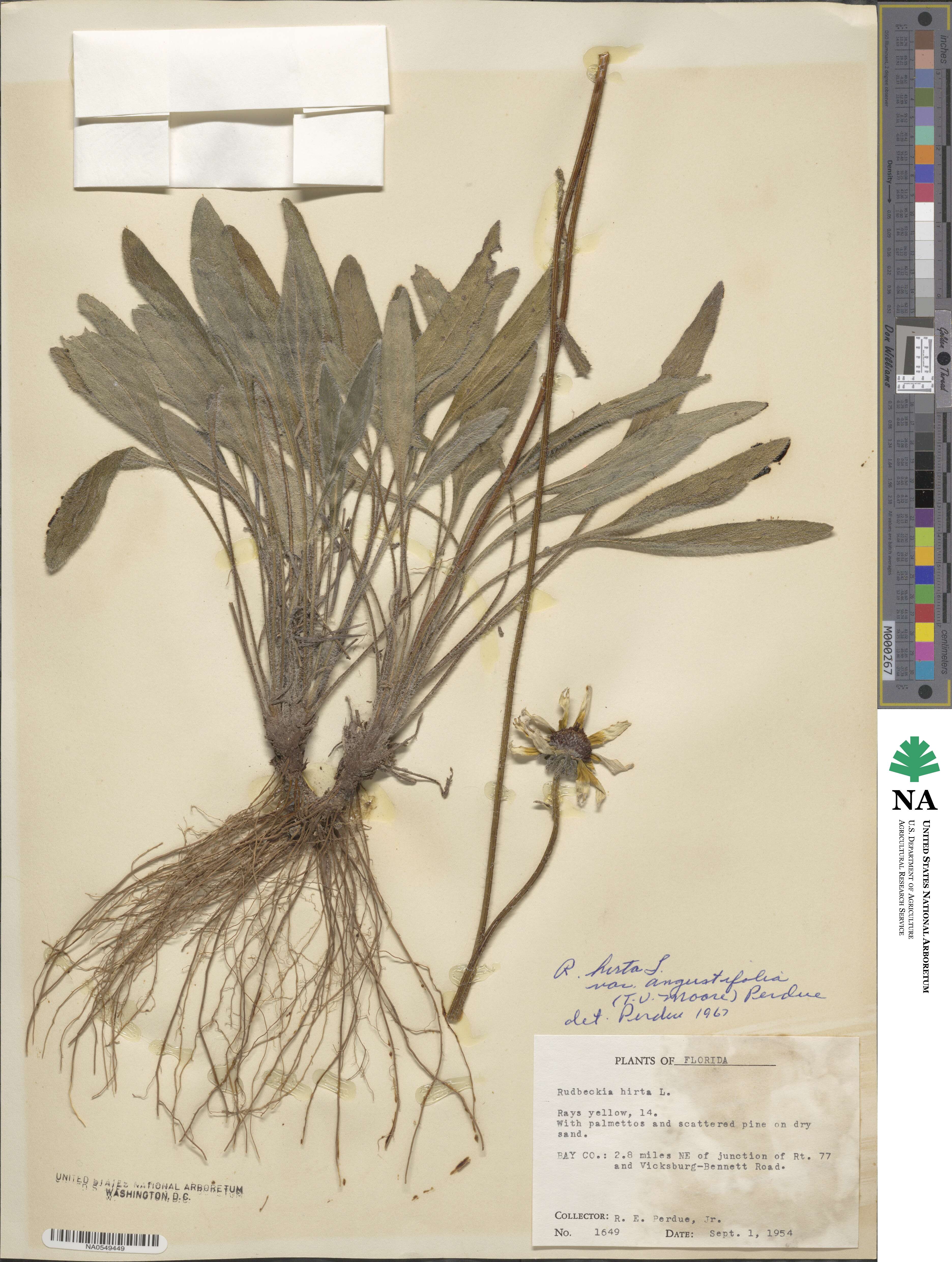 Rudbeckia hirta var. angustifolia image