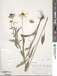 Rudbeckia hirta image