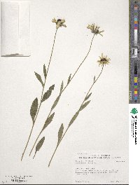 Rudbeckia hirta image