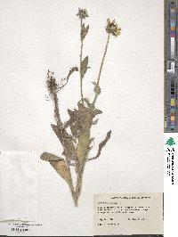 Rudbeckia hirta image