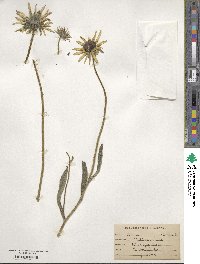 Rudbeckia hirta image